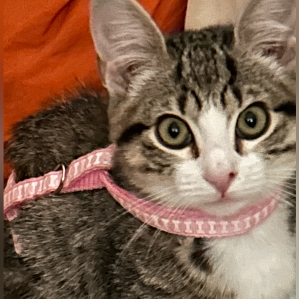 Meet your Posher, Iliana